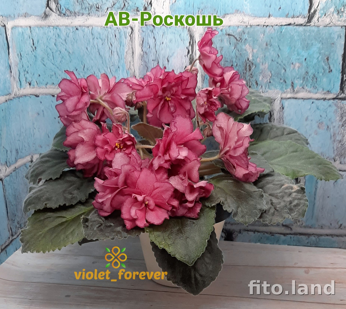 Фиалка АВ-Роскошь, фото