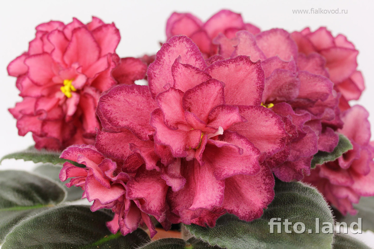 Фиалка АВ-Роскошь, фото