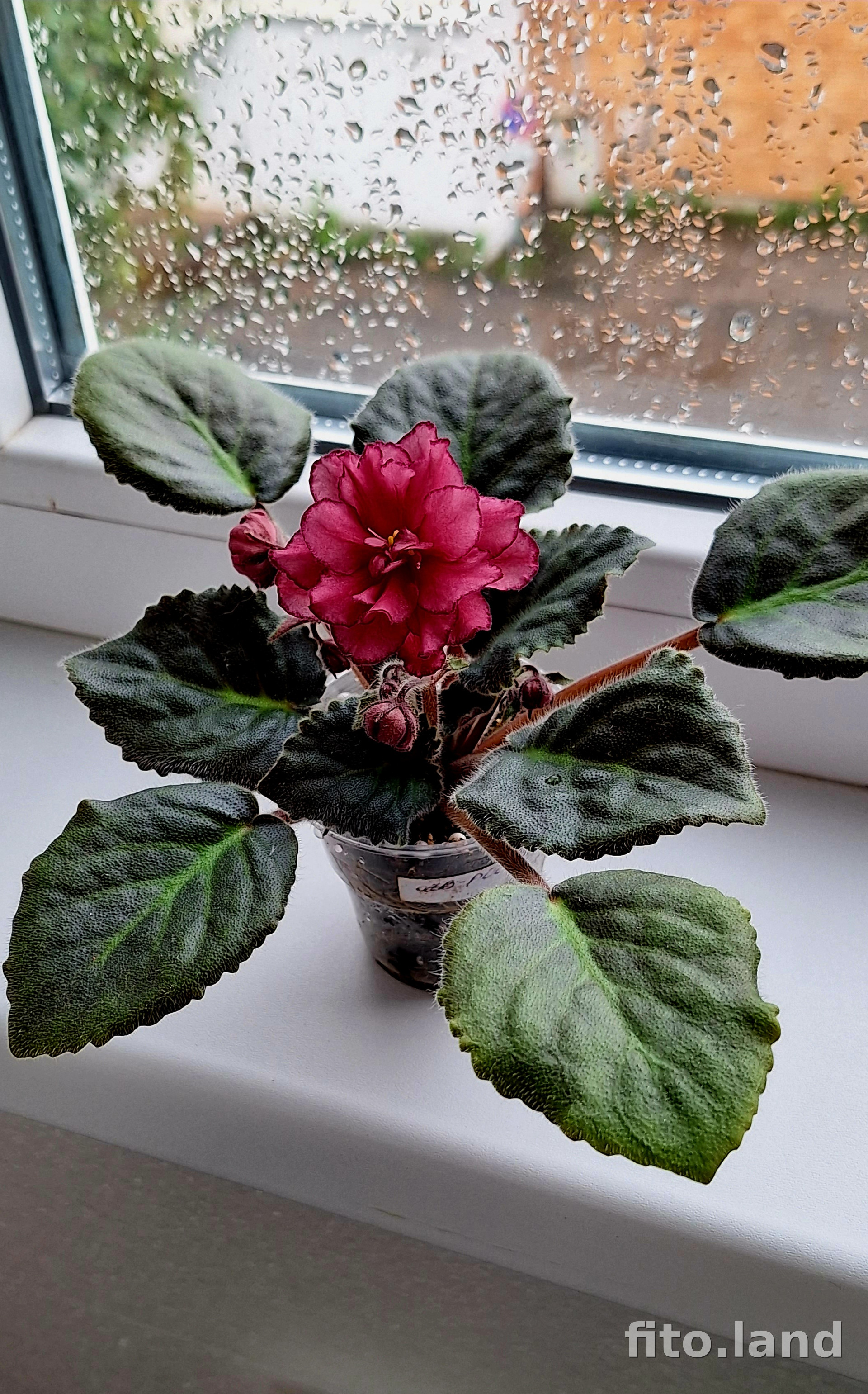 Фиалка АВ-Роскошь, фото