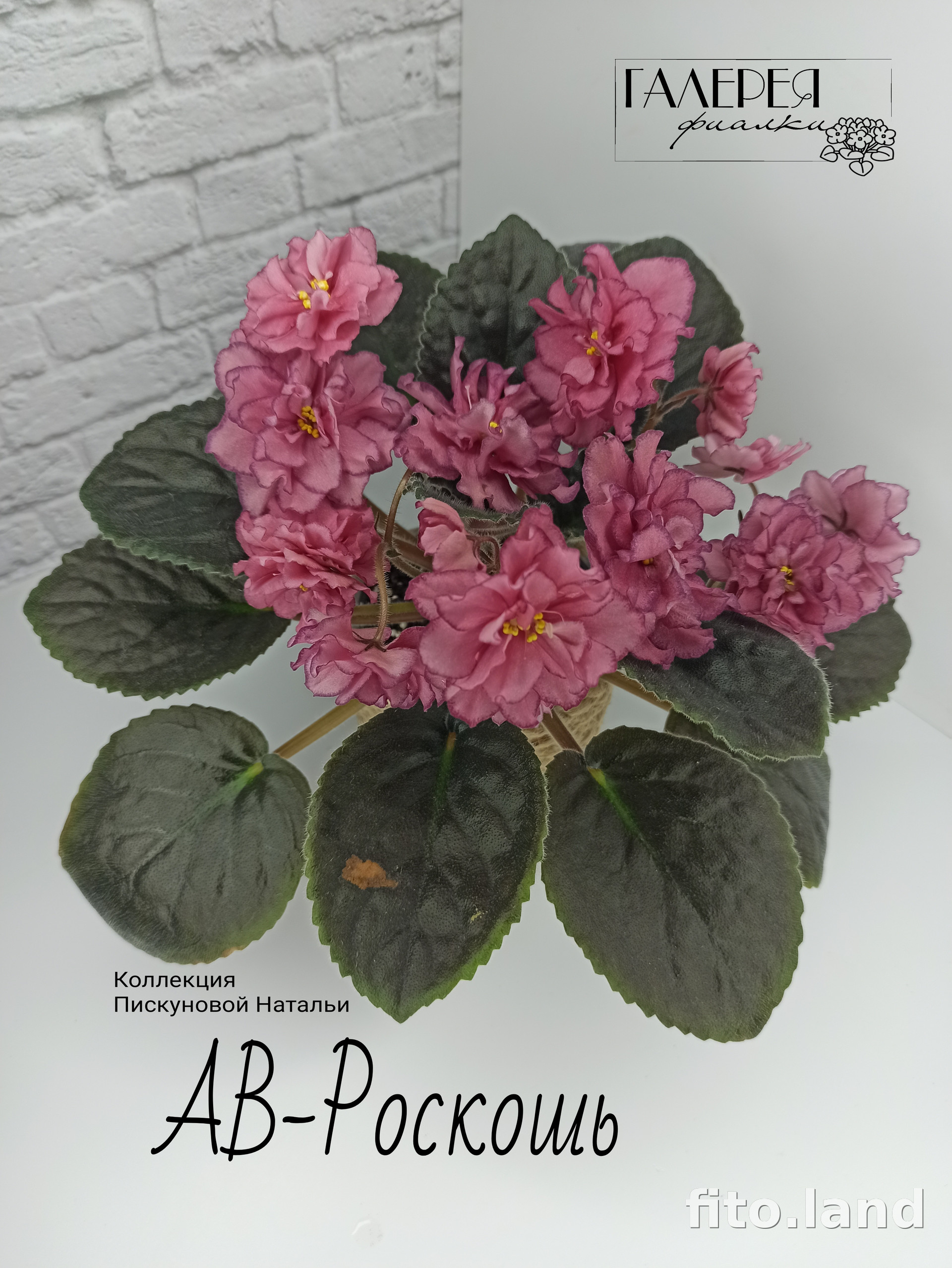 Фиалка АВ-Роскошь, фото