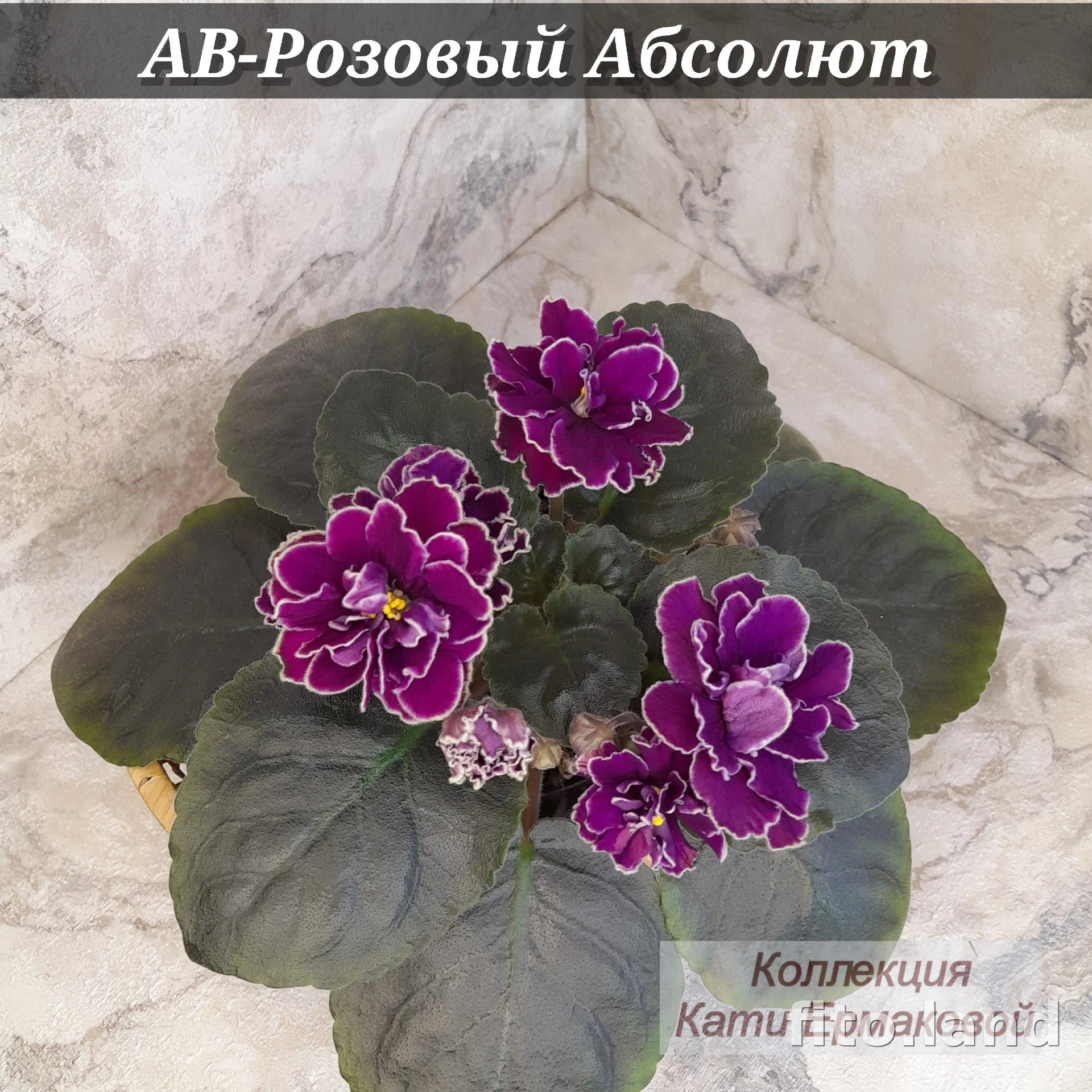 Фиалка АВ-Розовый Абсолют, фото