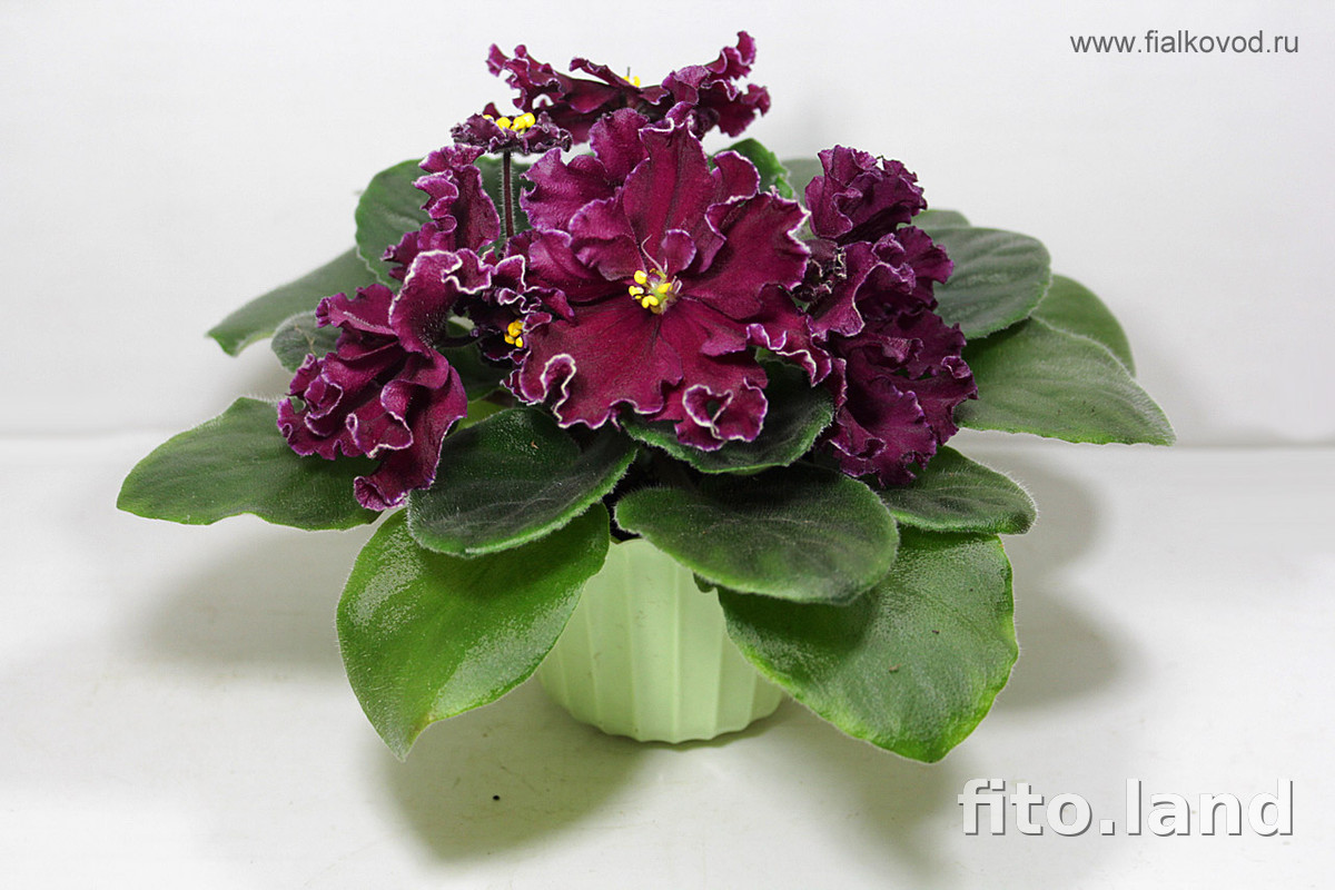 Фиалка АВ-Сердце Матери (751-41), фото