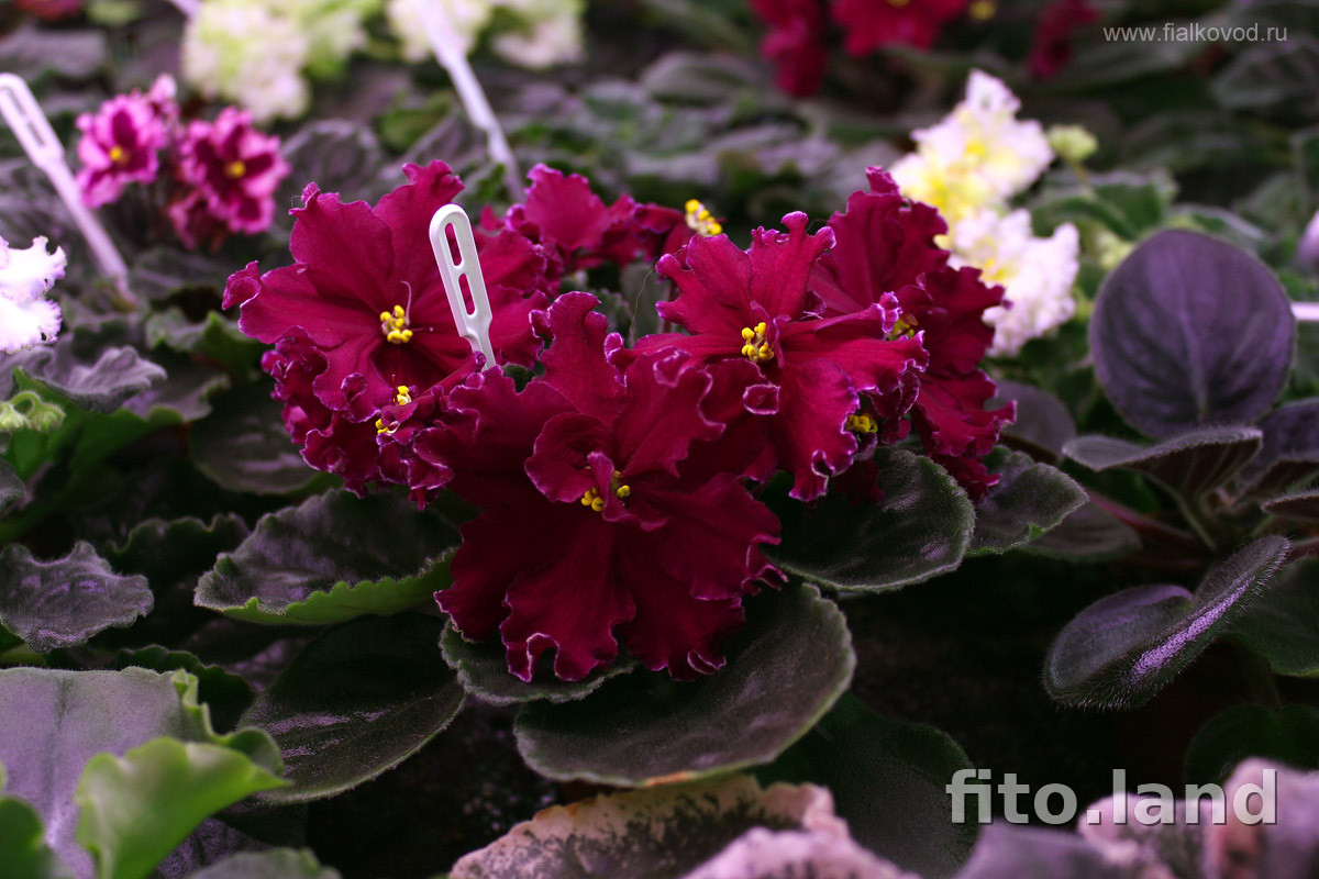 Фиалка АВ-Сердце Матери (751-41), фото