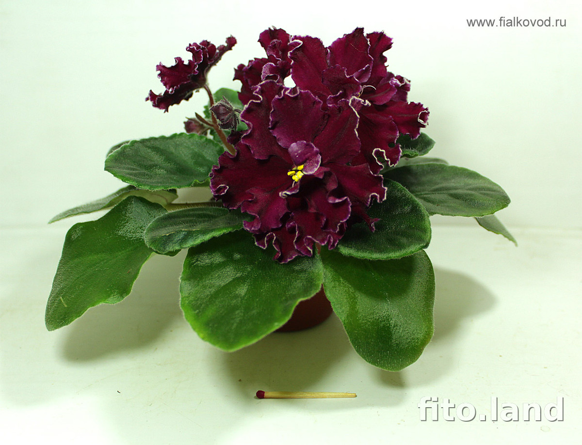 Фиалка АВ-Сердце Матери (751-41), фото