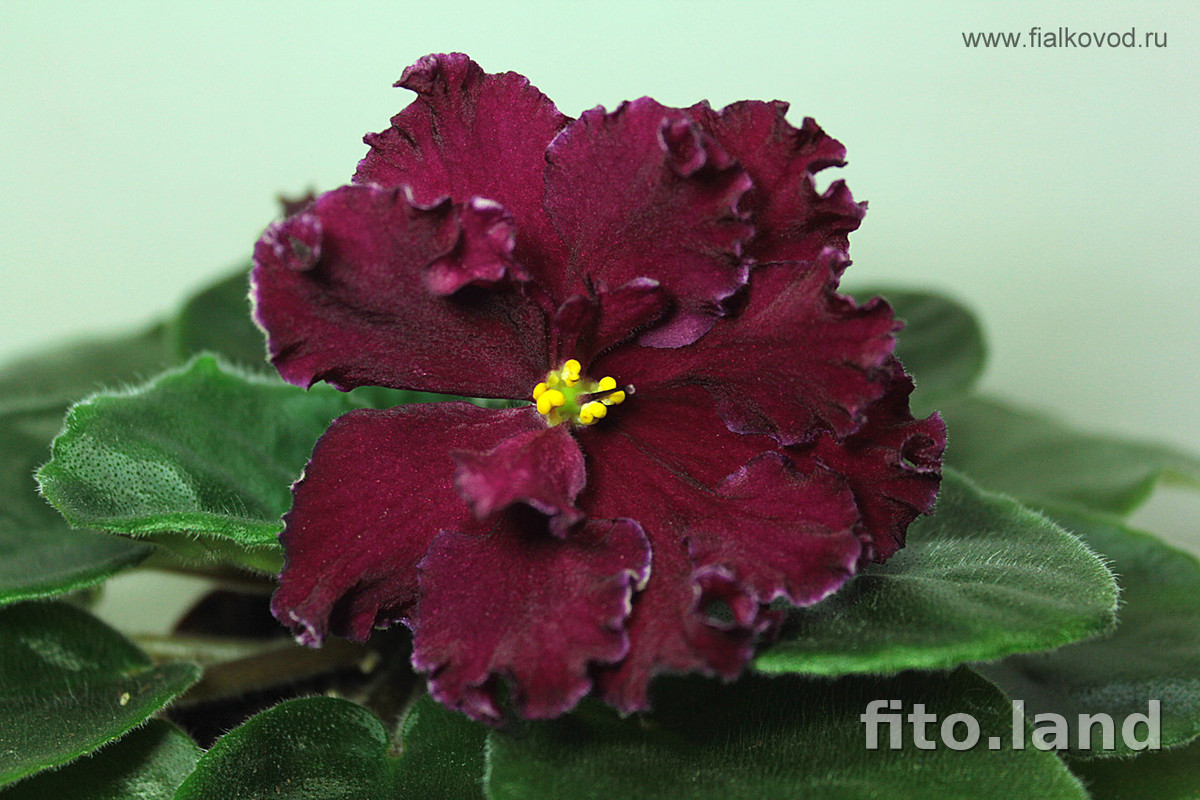 Фиалка АВ-Сердце Матери (751-41), фото