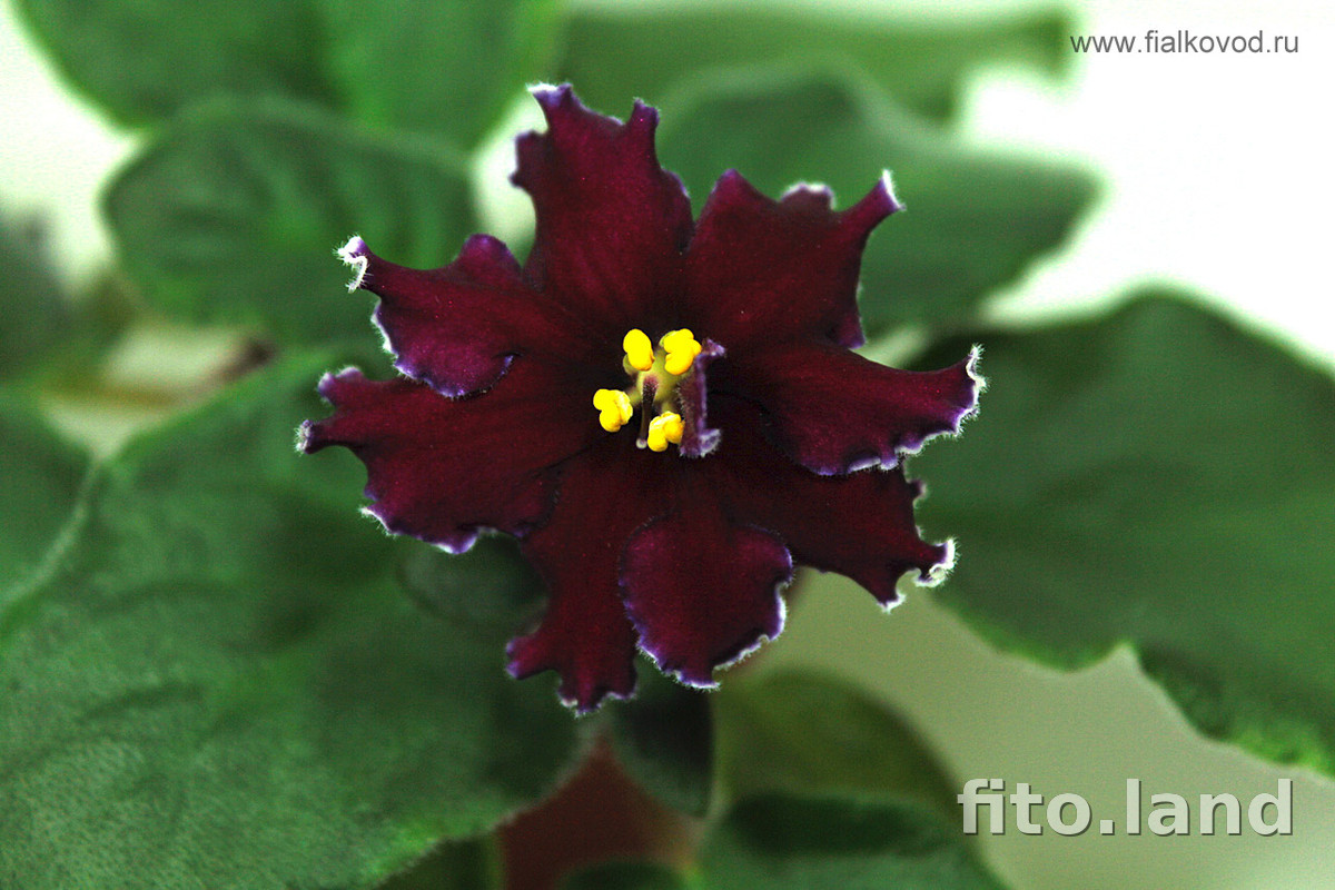 Фиалка АВ-Сердце Матери (751-41), фото