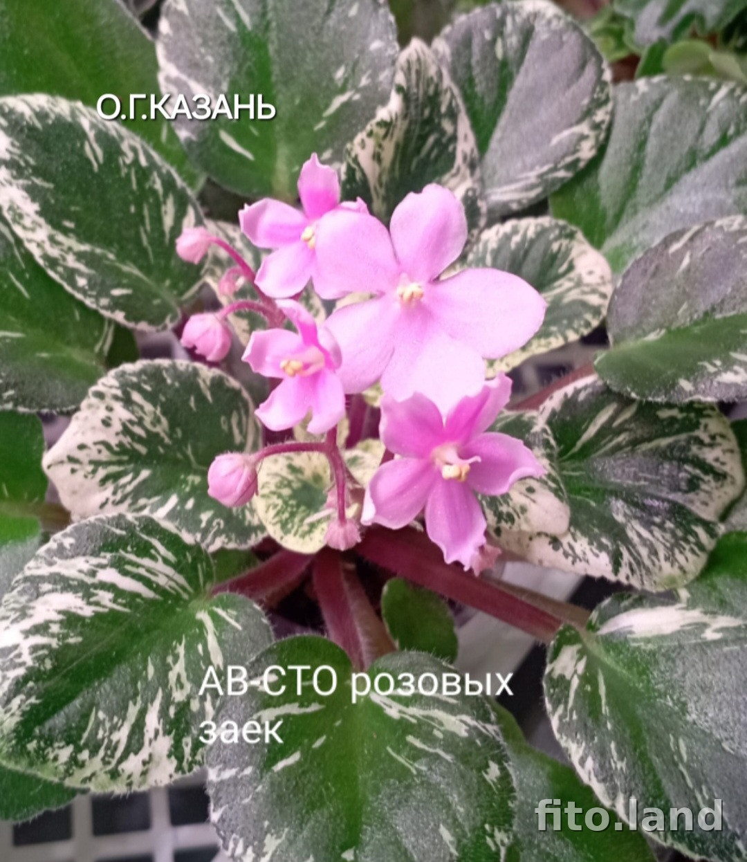 Фиалка АВ-Сто Розовых Заек (806-49), фото