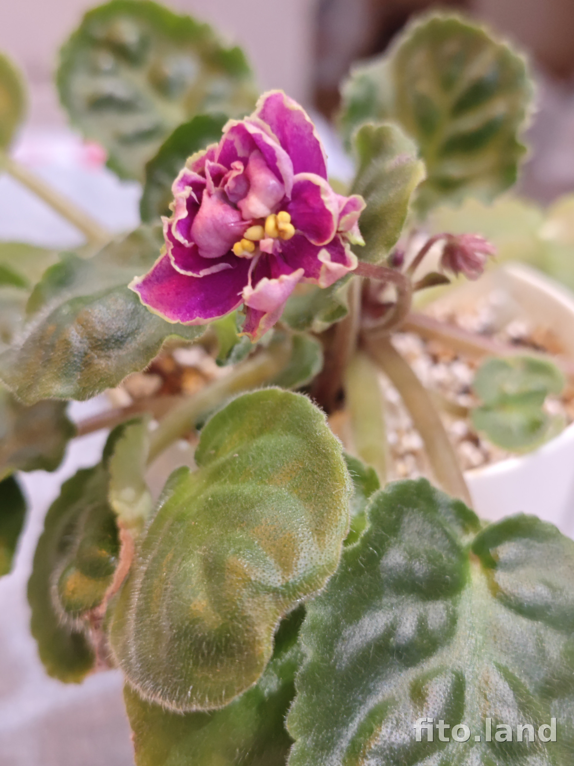 Фиалка АВ-Страна Чудес (814-248), фото