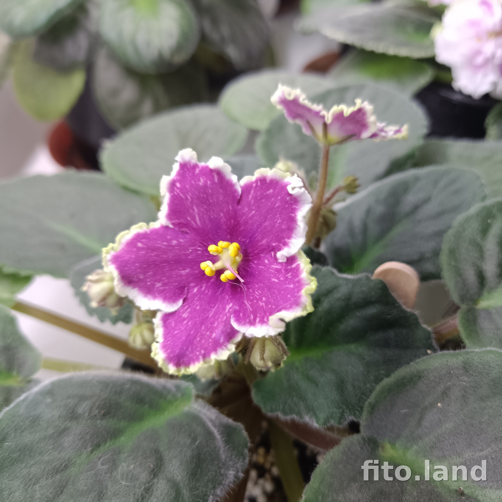 Фиалка АВ-Тепло на Душе, фото