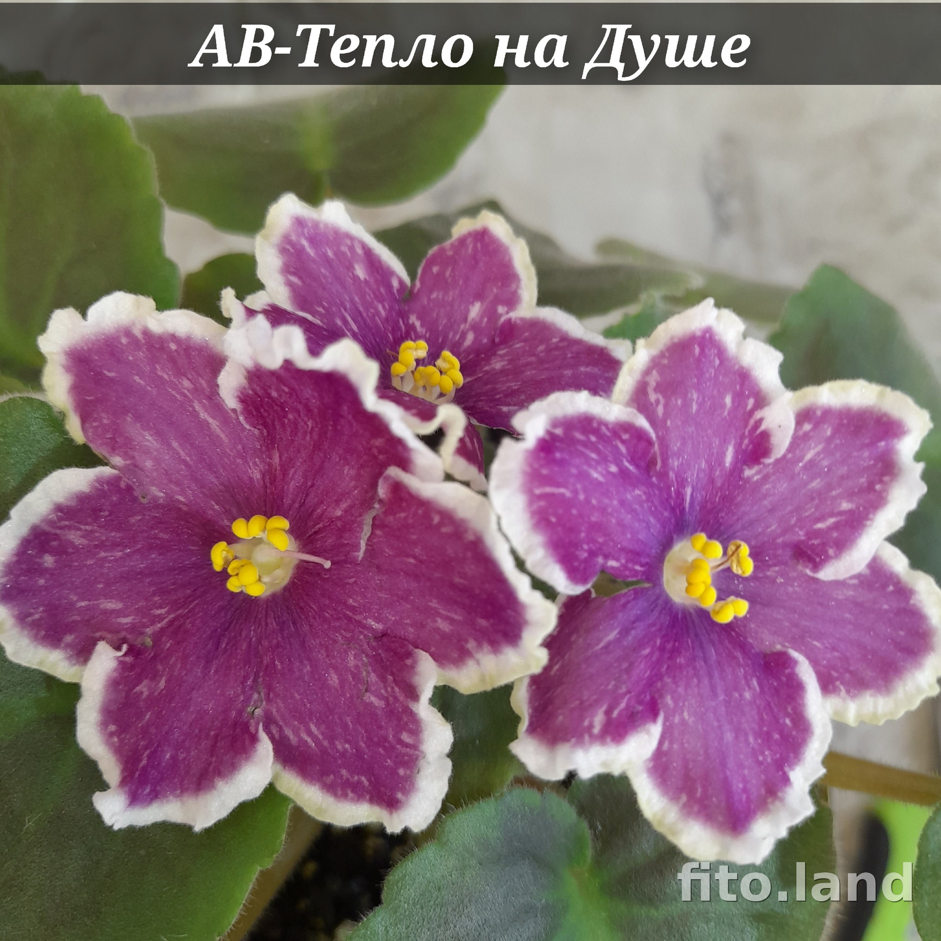 Фиалка АВ-Тепло на Душе, фото