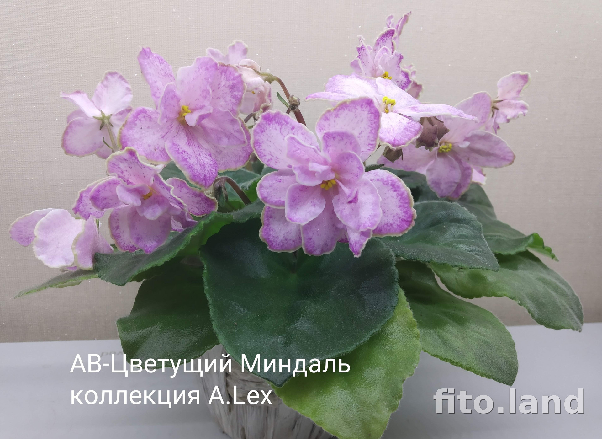 Фиалка АВ-Цветущий Миндаль (777-114), фото