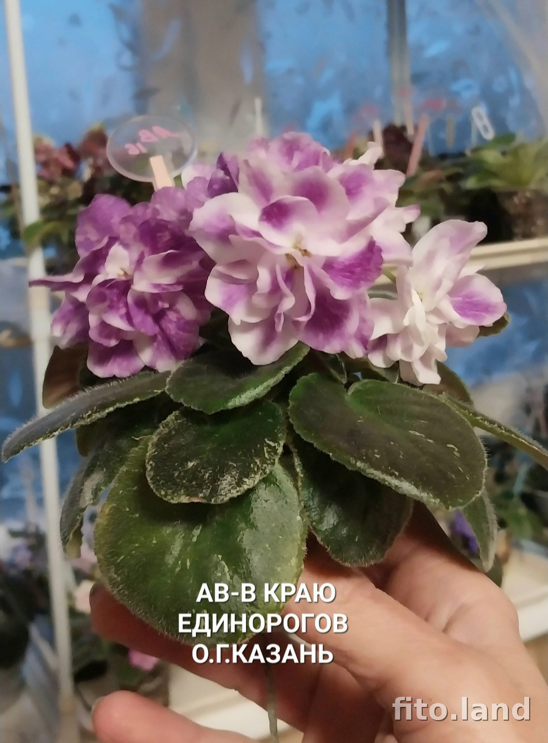 Фиалка АВ-В Краю Единорогов (856-5), фото