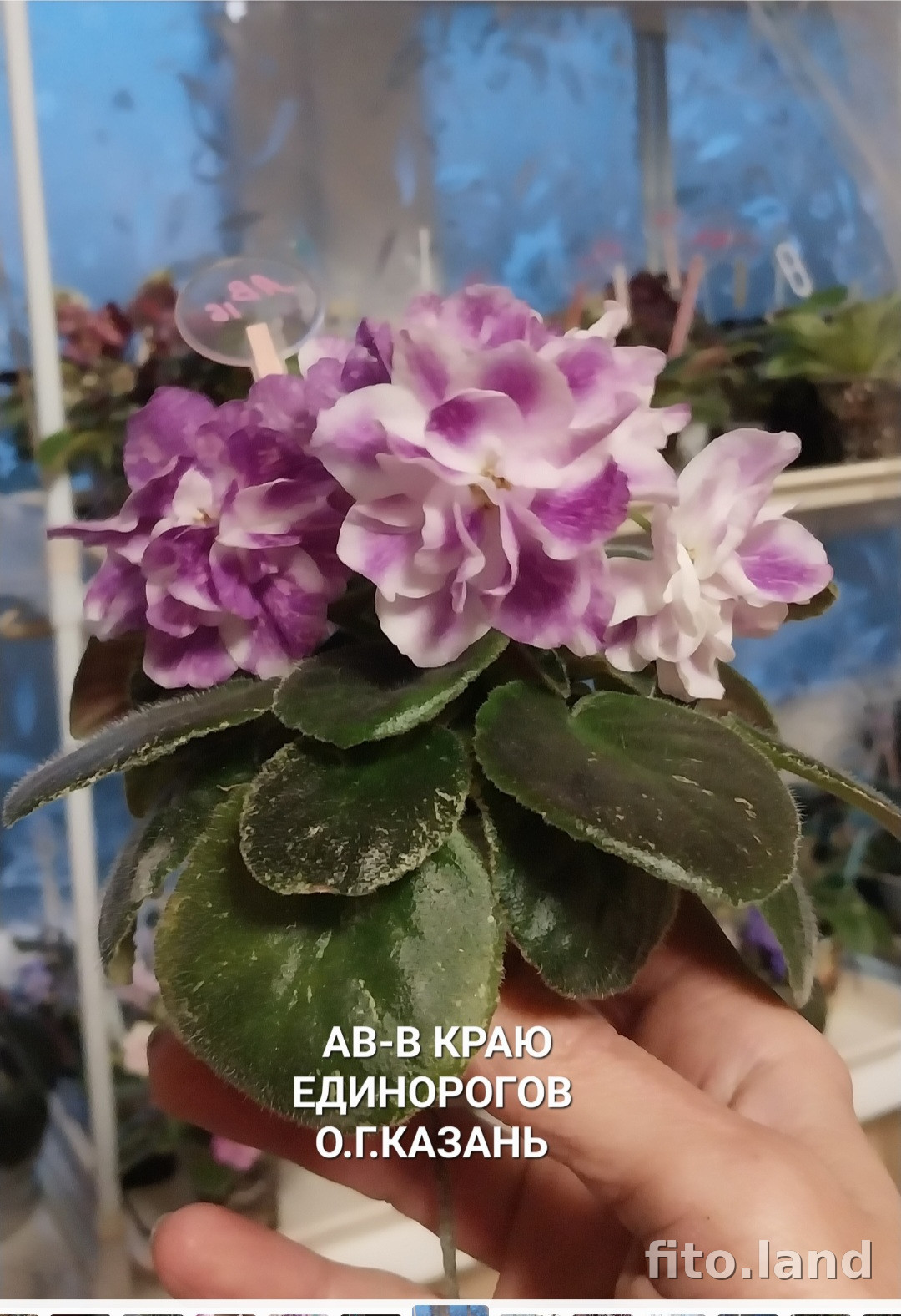 Фиалка АВ-В Краю Единорогов (856-5), фото