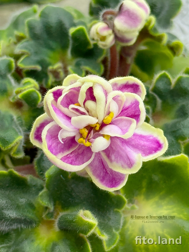 Фиалка АВ-Варенье из Лепестков Роз, темный спорт, фото