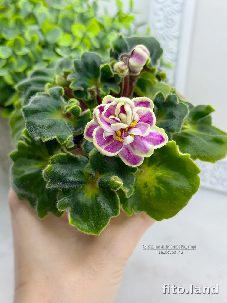 Фиалка АВ-Варенье из Лепестков Роз, темный спорт, фото