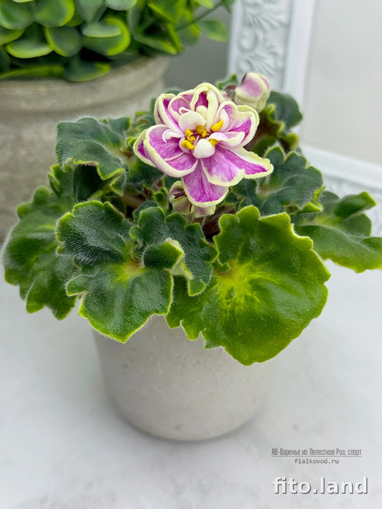 Фиалка АВ-Варенье из Лепестков Роз, темный спорт, фото