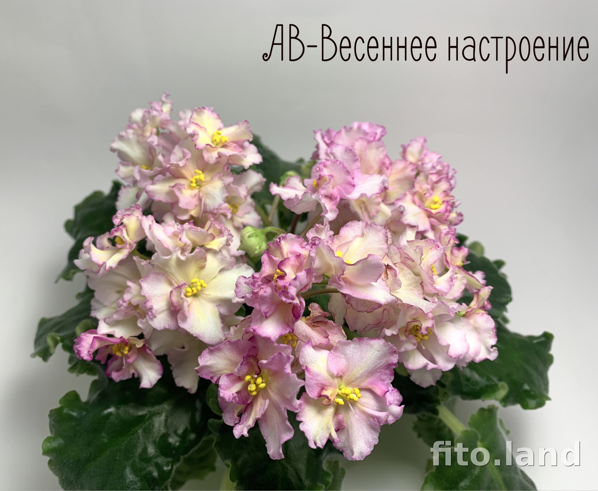 Фиалка АВ-Весеннее Настроение, фото