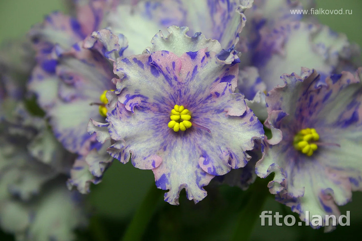 Фиалка АВ-Виктория, фото