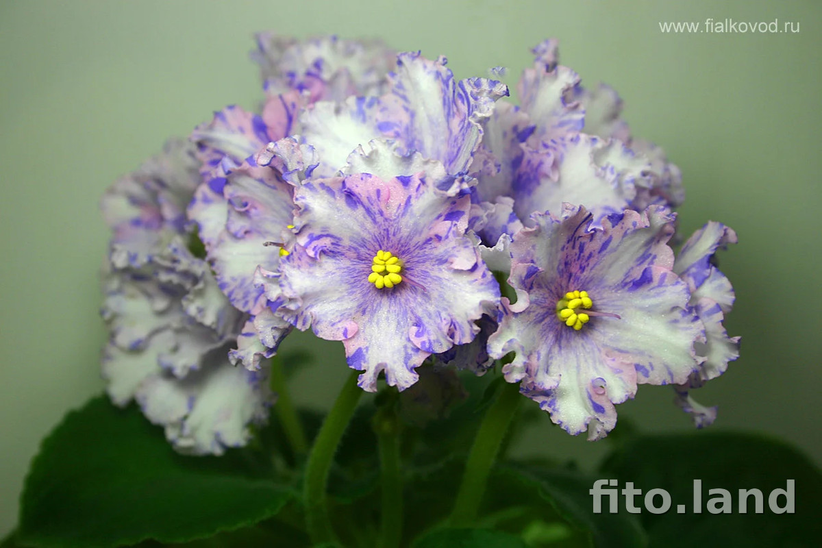 Фиалка АВ-Виктория, фото