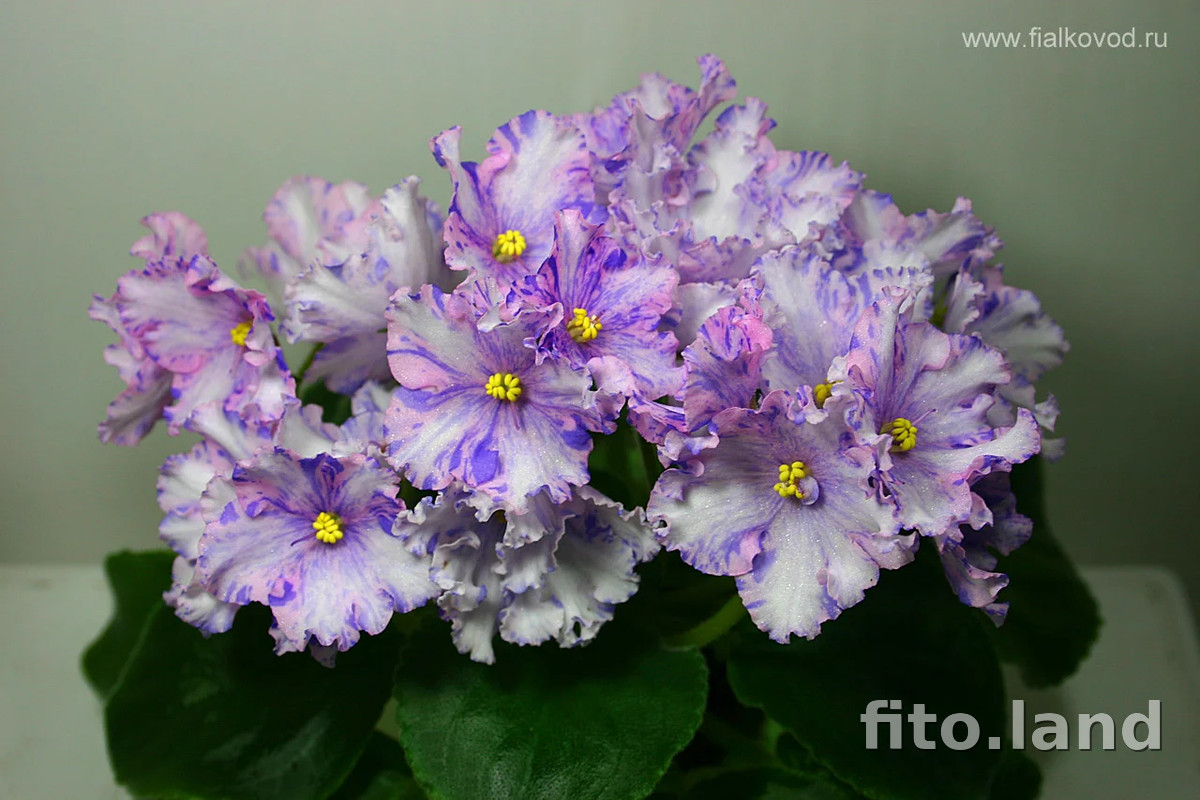 Фиалка АВ-Виктория, фото