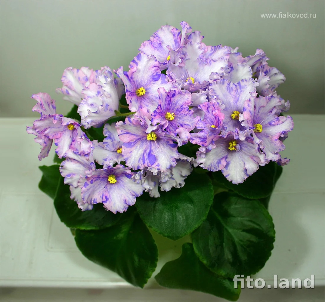 Фиалка АВ-Виктория, фото