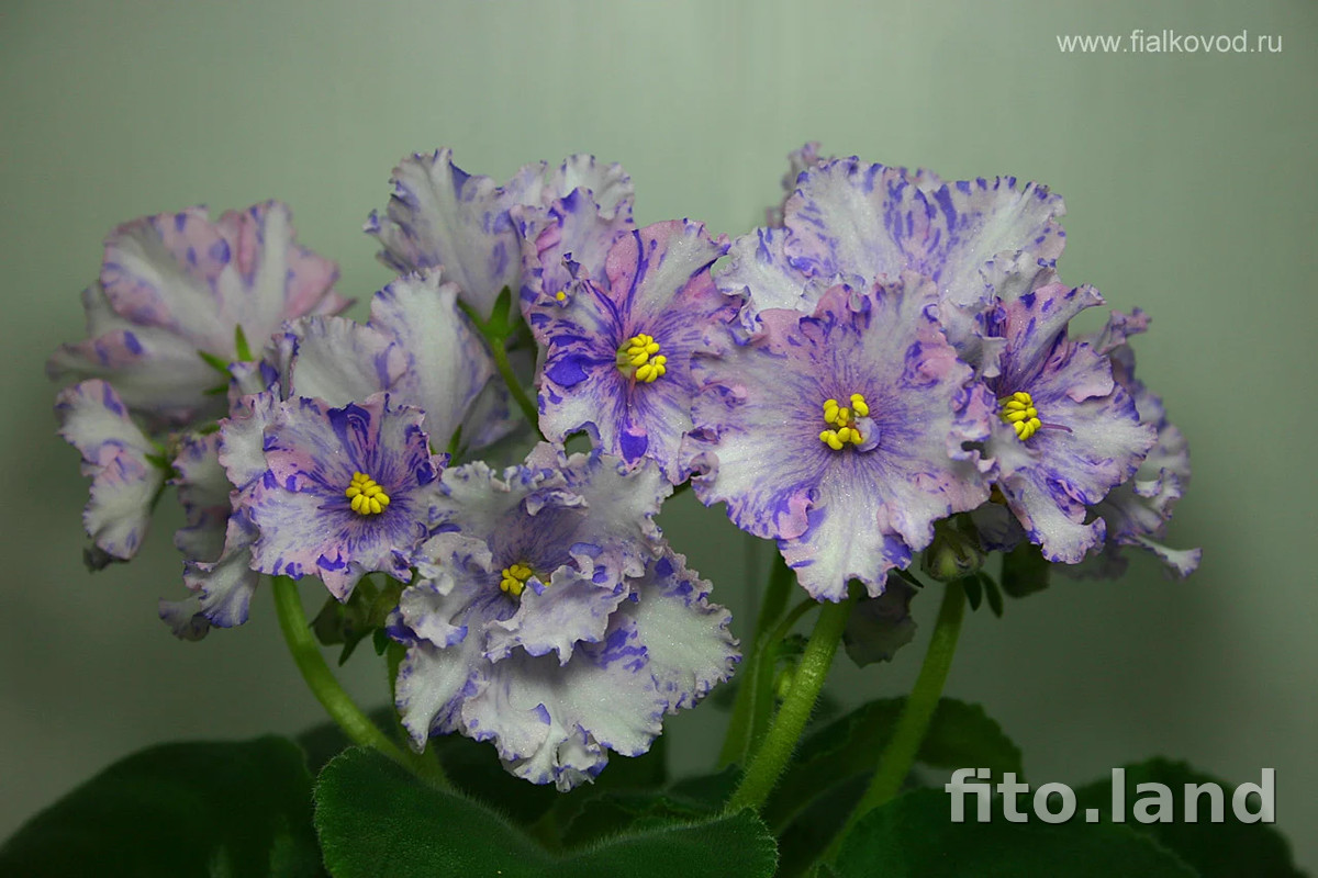 Фиалка АВ-Виктория, фото