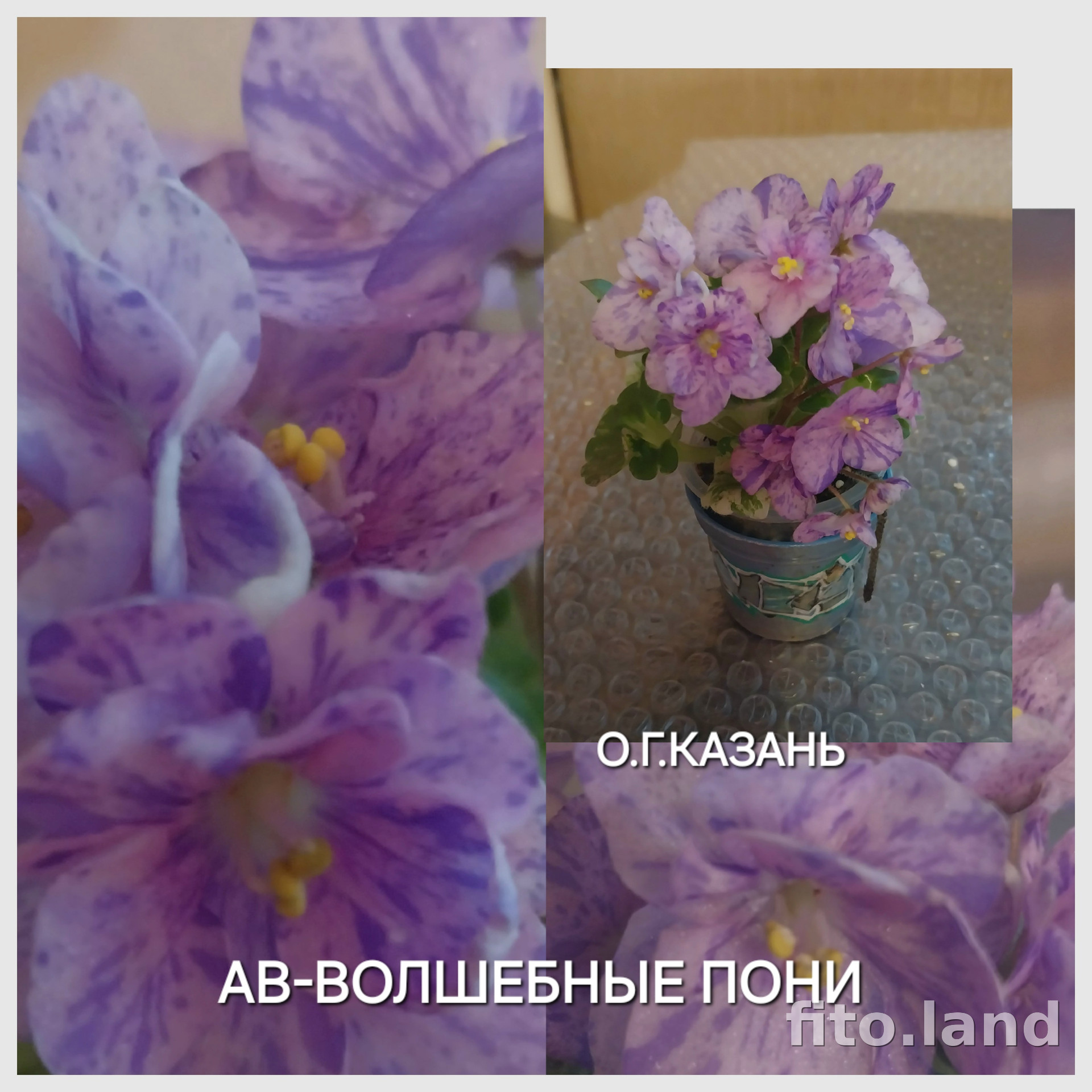 Фиалка АВ-Волшебные Пони, фото