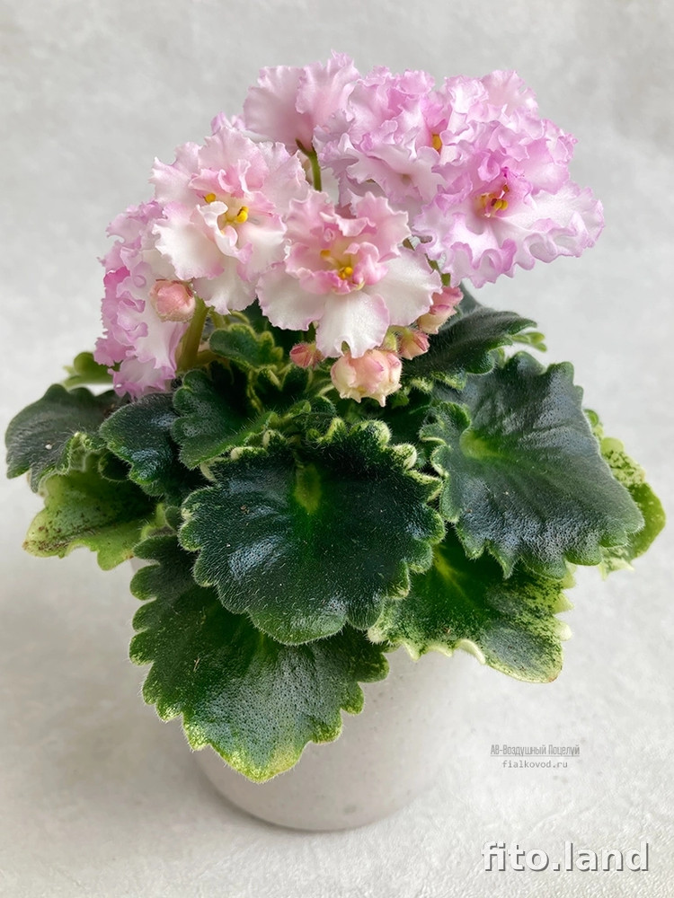 Фиалка АВ-Воздушный Поцелуй (886-23), фото