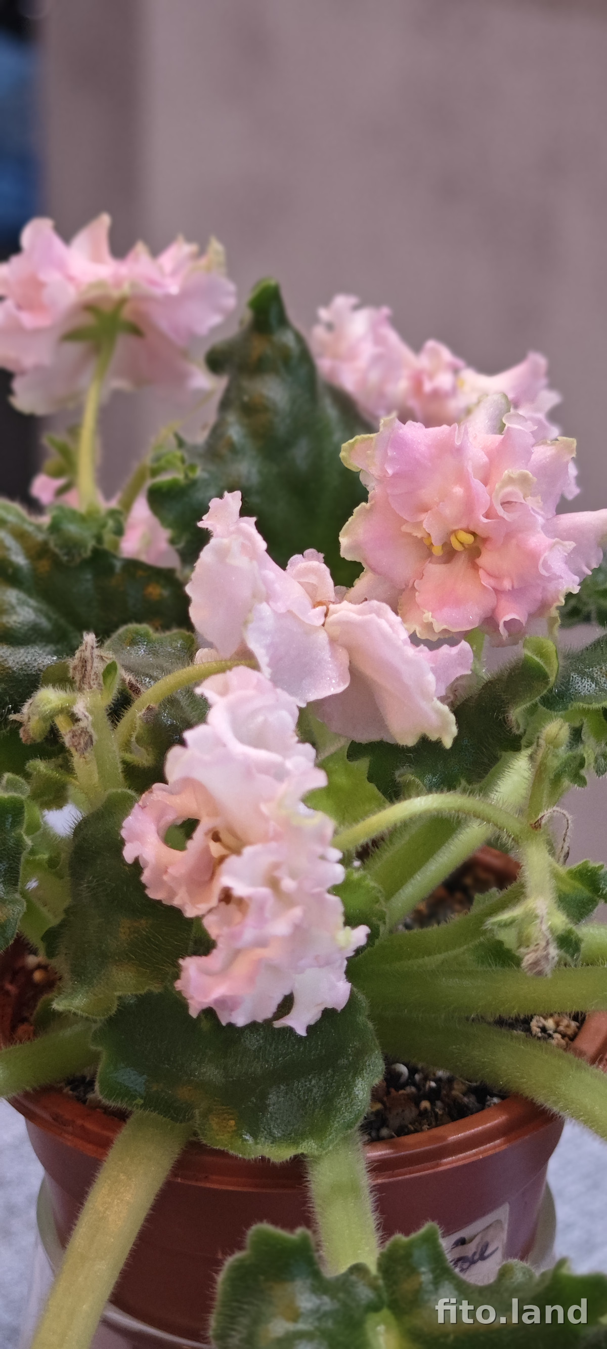 Фиалка АВ-Златые Горы (848-144), фото