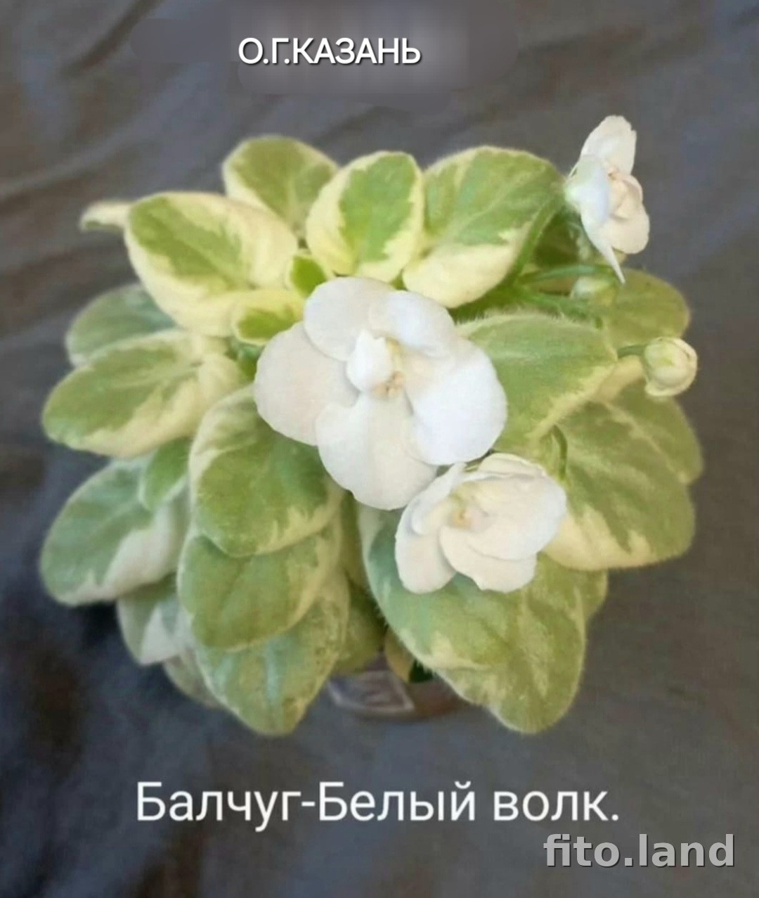 Фиалка Балчуг Белый Волк, фото