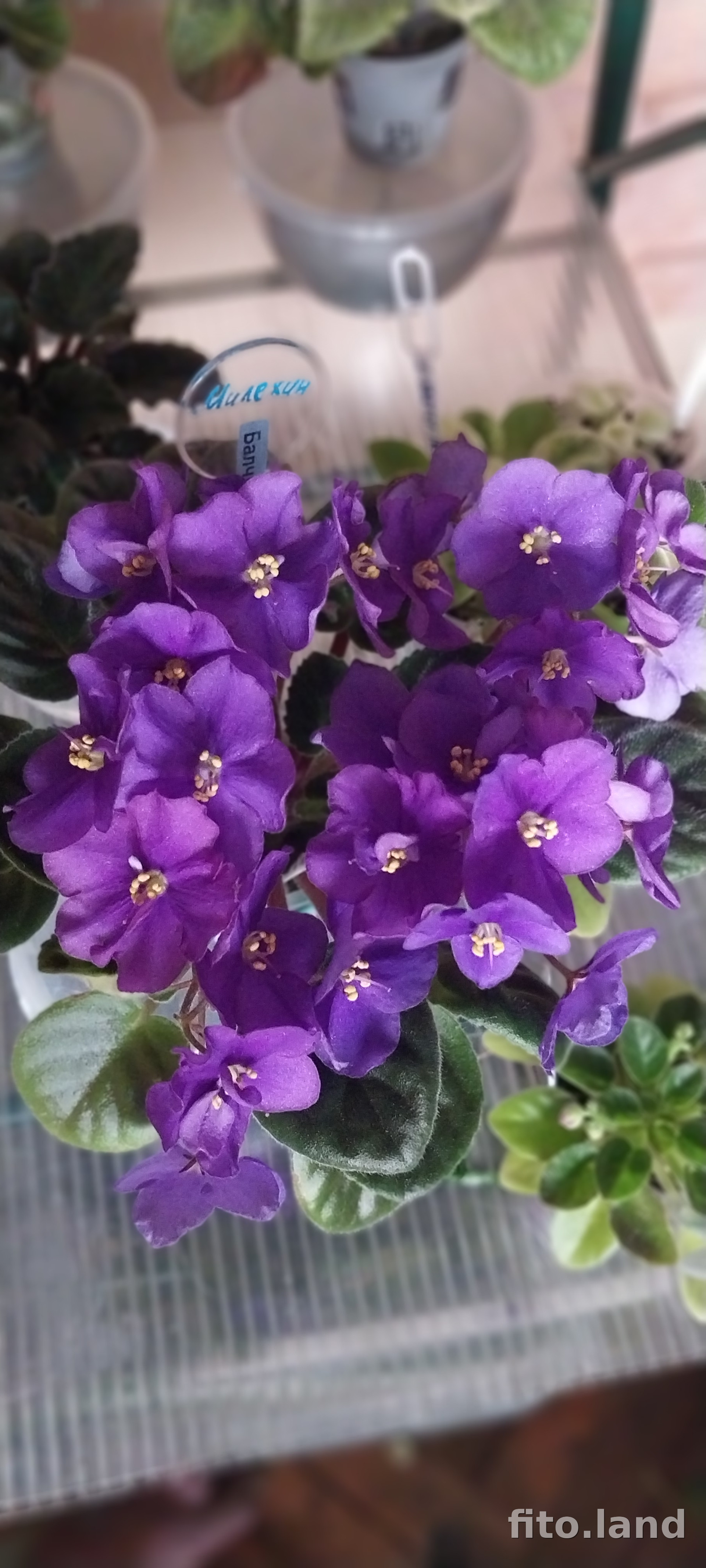 Фиалка Балчуг Мистраль, фото