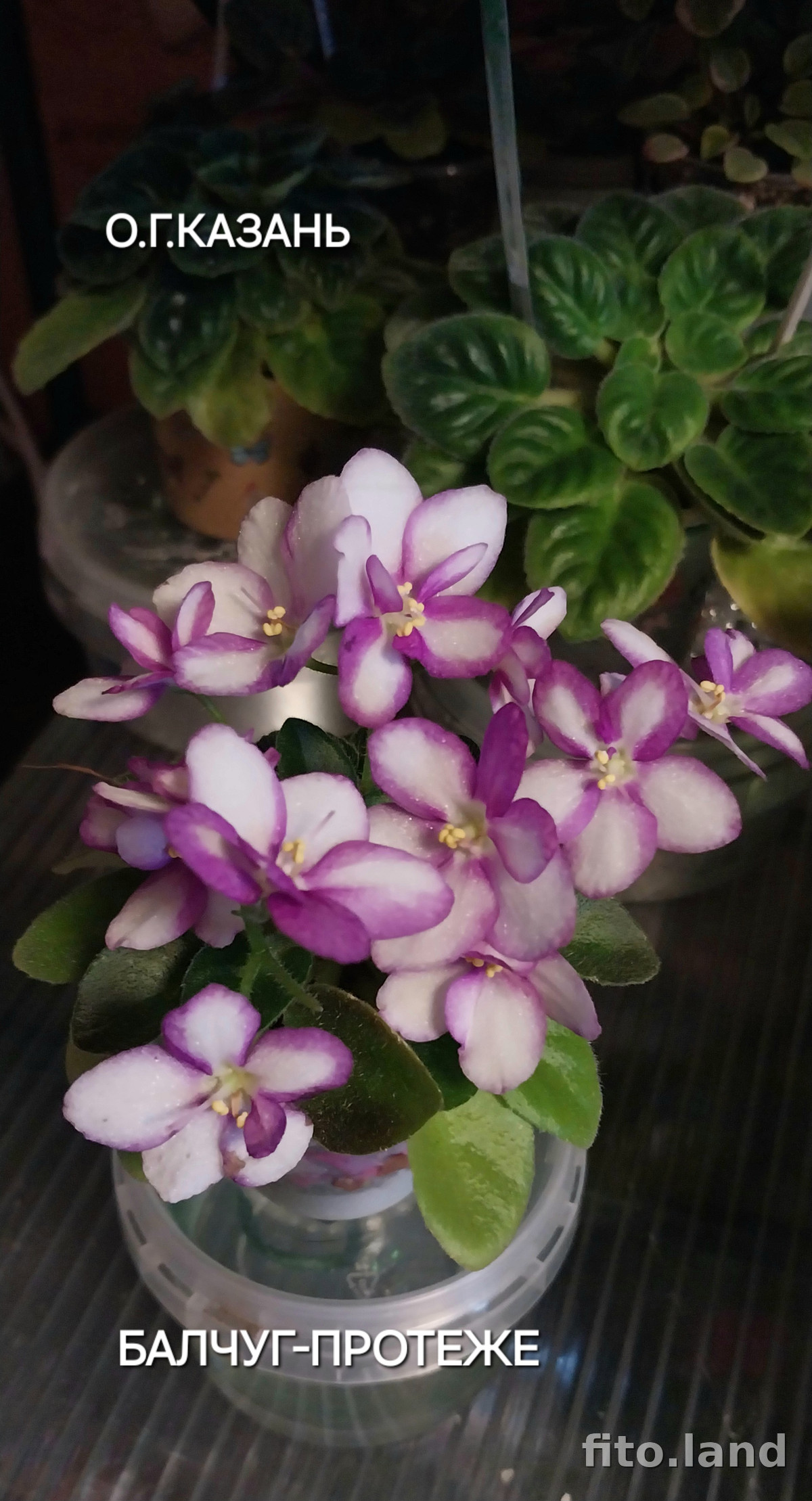 Фиалка Балчуг Протеже, фото