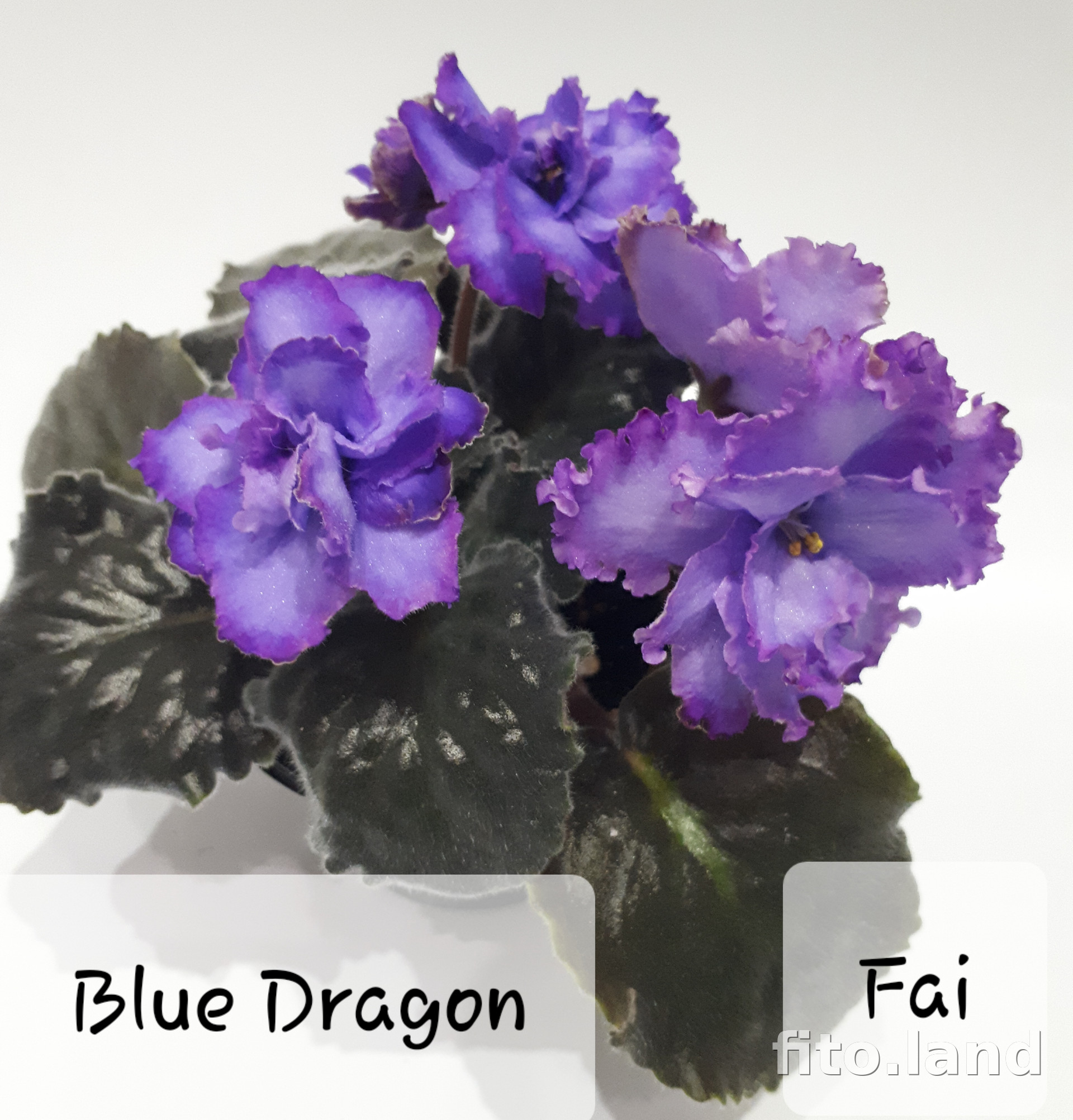 Фиалка Blue Dragon, фото