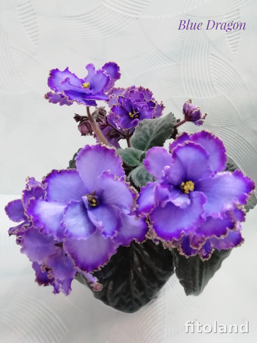 Violet Blue Dragon, photo