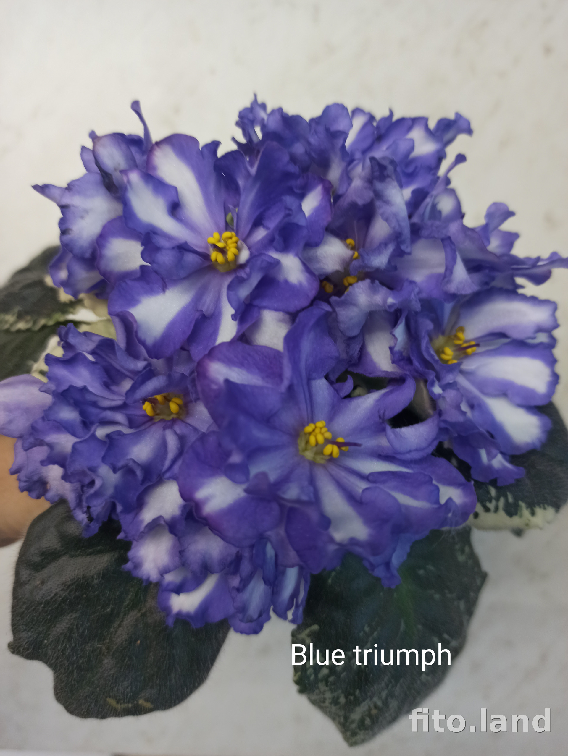 Фиалка Blue Triumph, фото