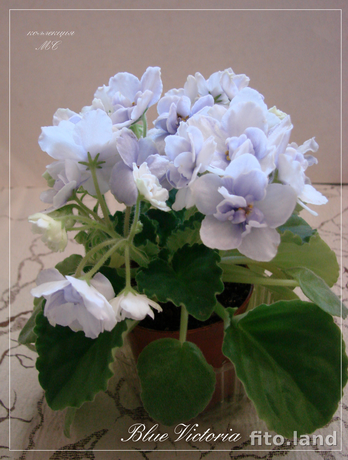 Фиалка Blue Victoria, фото