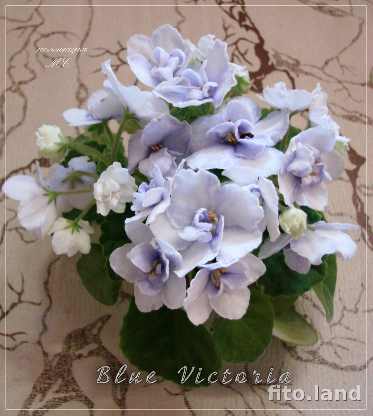 Фиалка Blue Victoria, фото