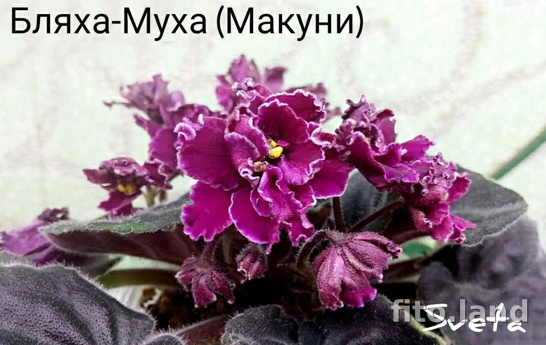 Фиалка Бляха-Муха, фото