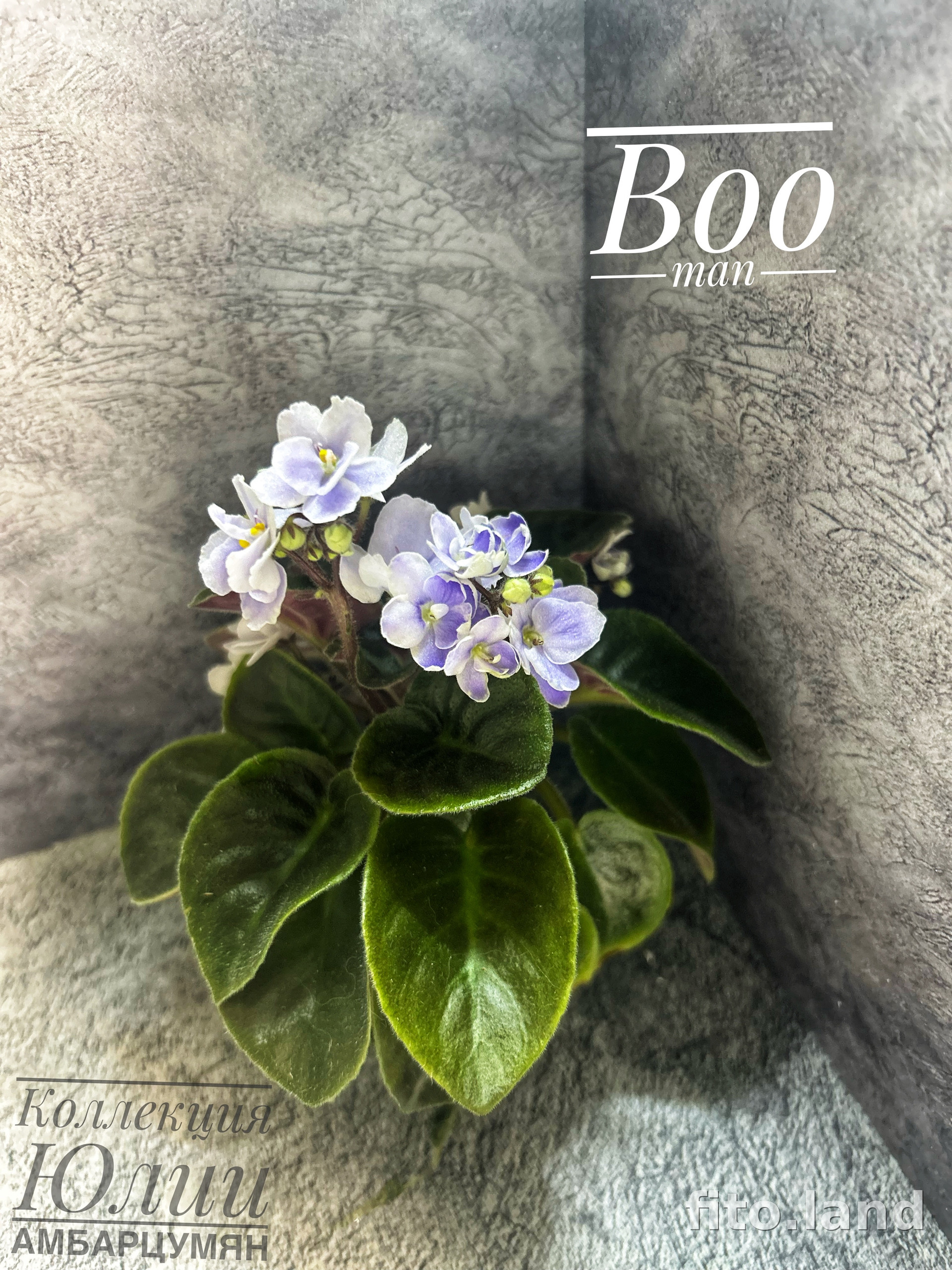 Фиалка Boo Man, фото
