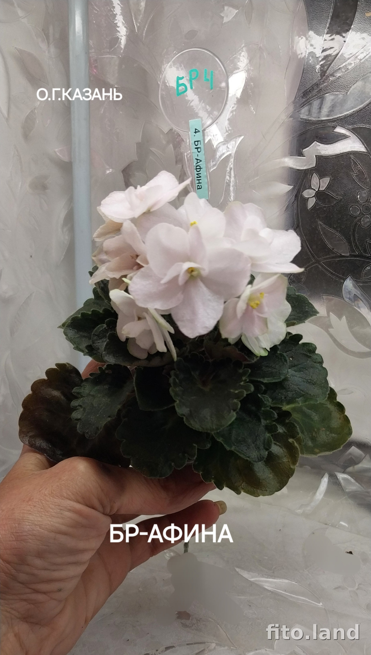 Фиалка БР-Афина, фото