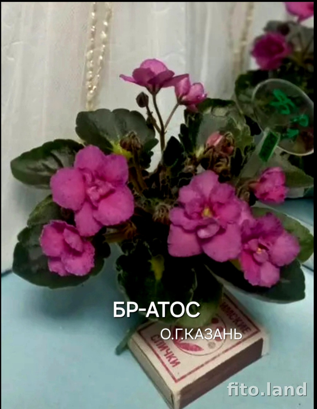 Фиалка БР-Атос, фото