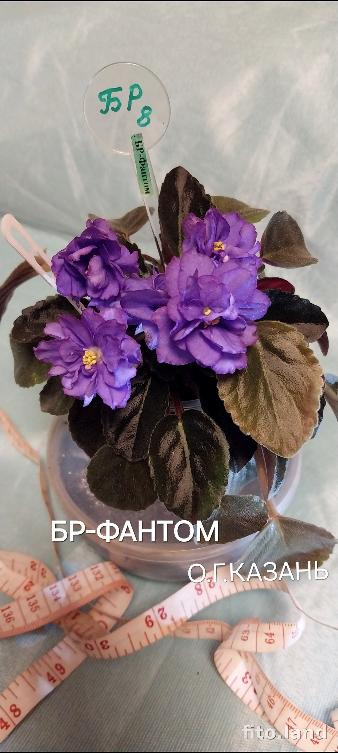 Фиалка БР-Фантом, фото