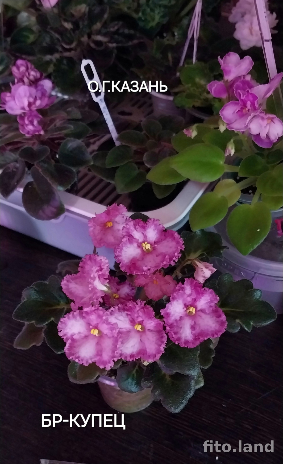 Фиалка БР-Купец, фото