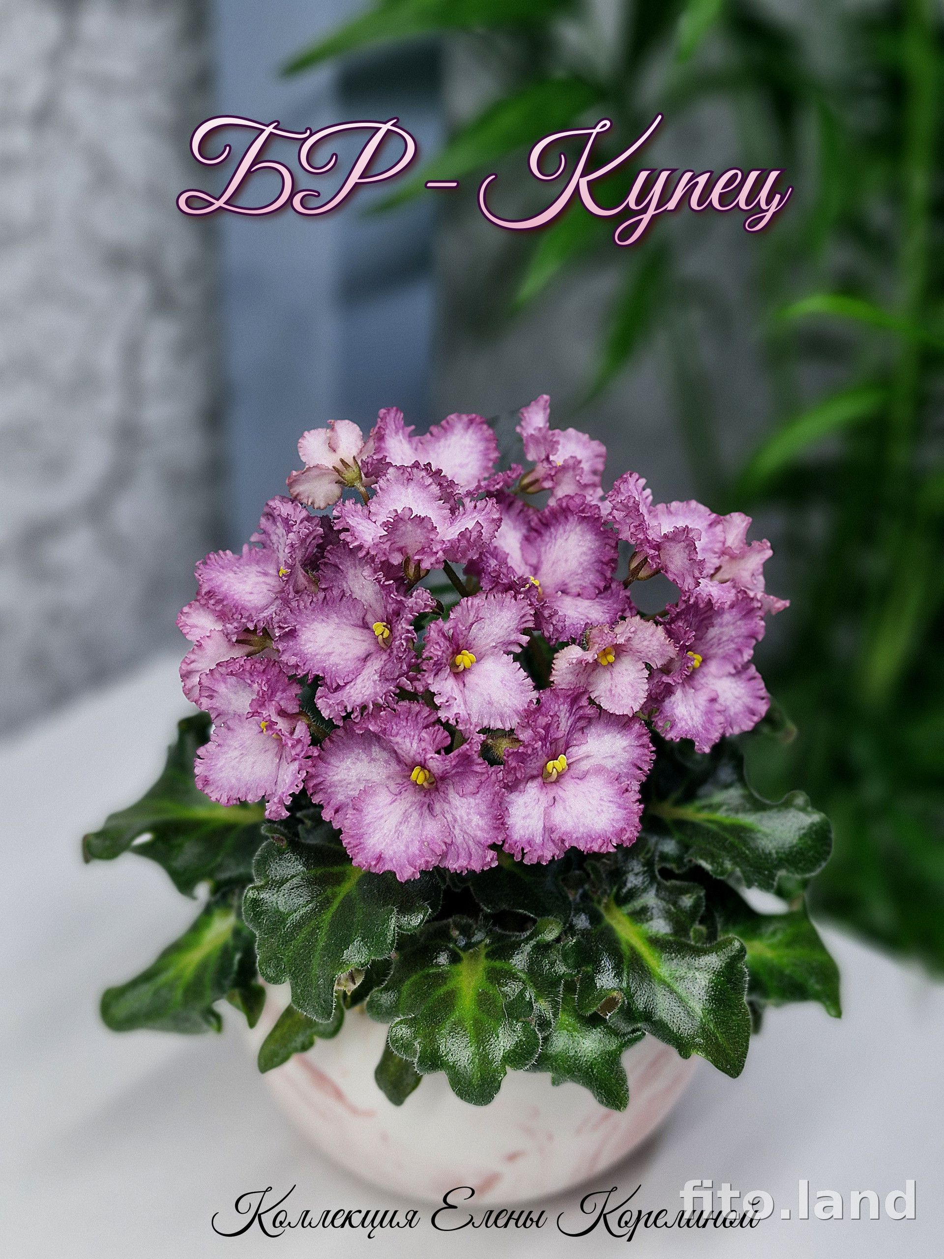 Фиалка БР-Купец, фото