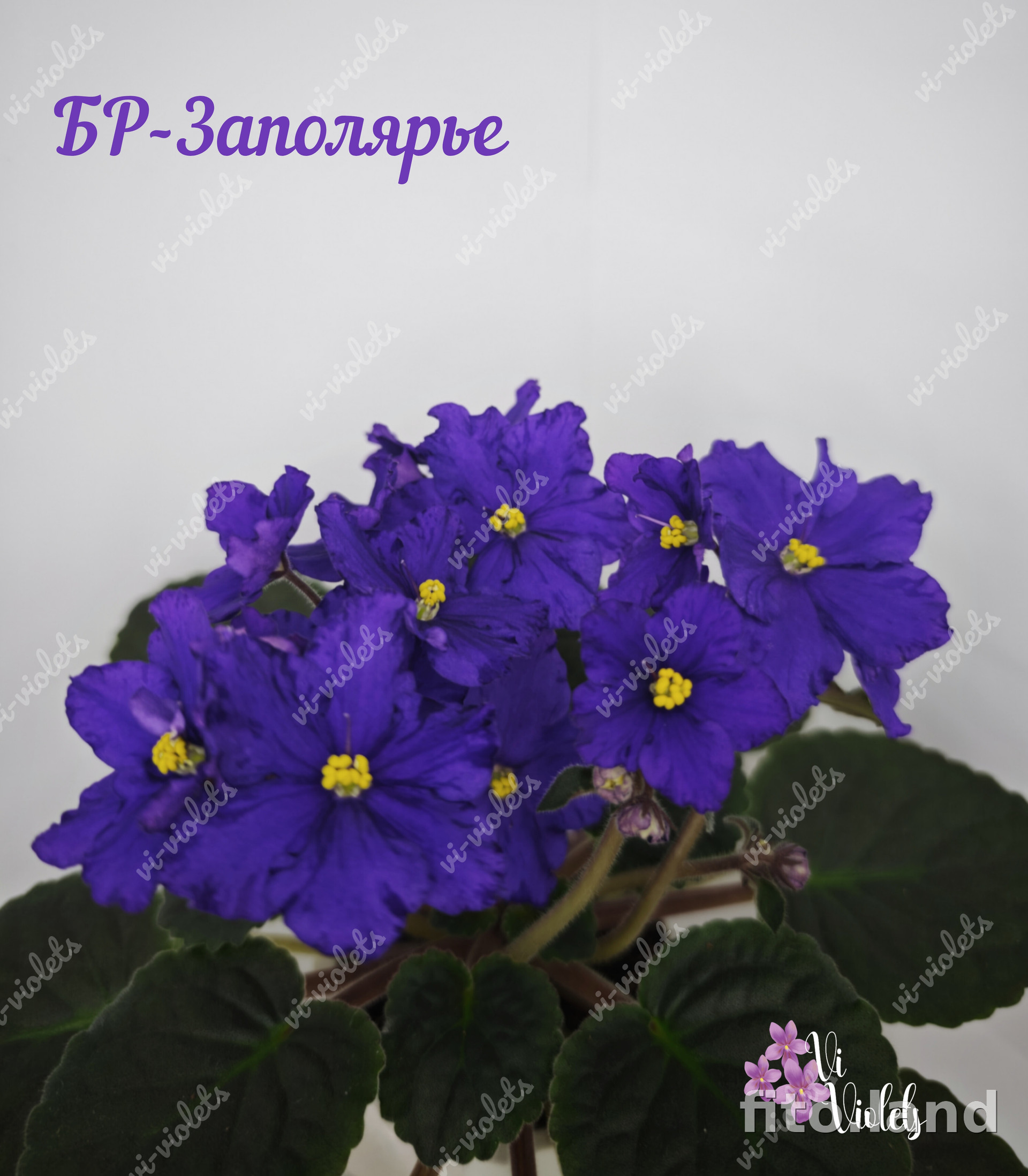 Фиалка БР-Заполярье, фото