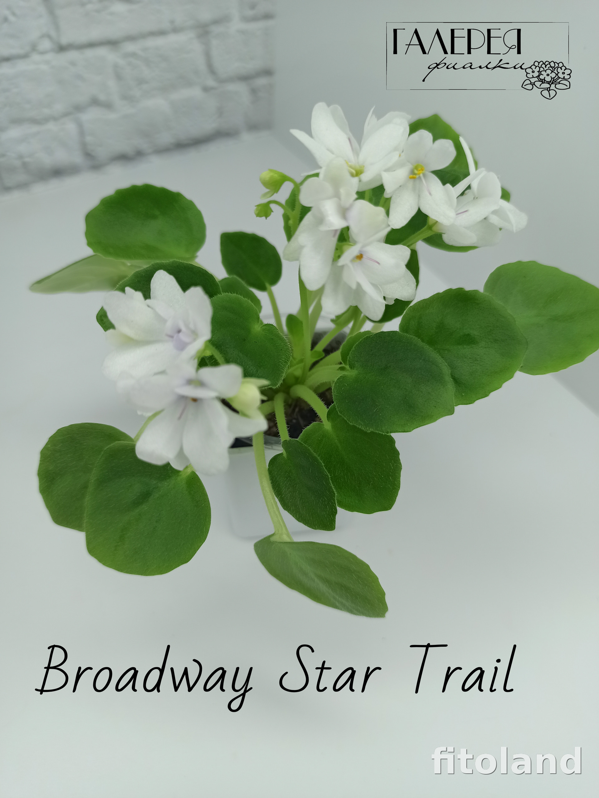 Фиалка Broadway Star Trail, фото