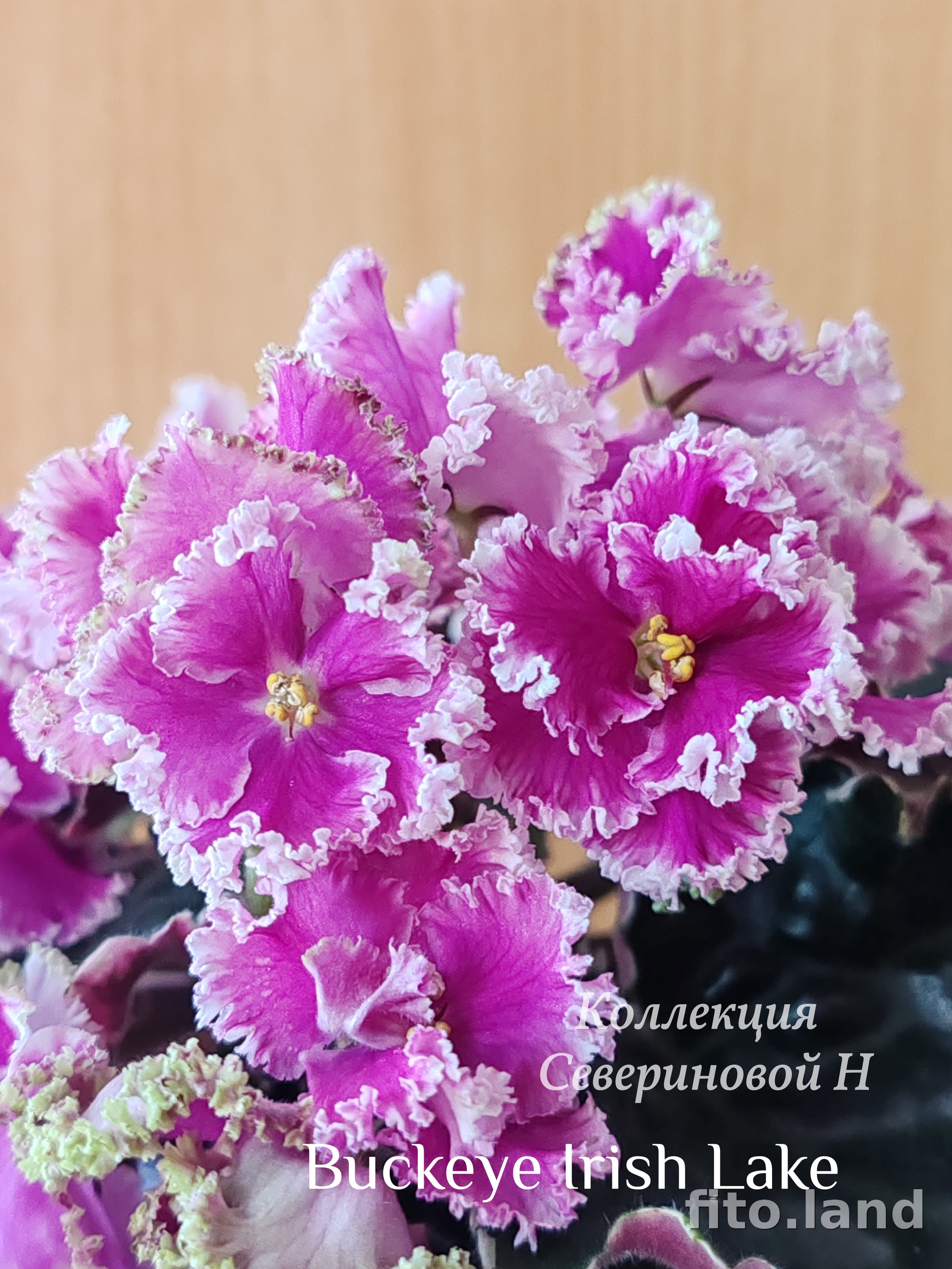 Фиалка Buckeye Irish Lace, фото