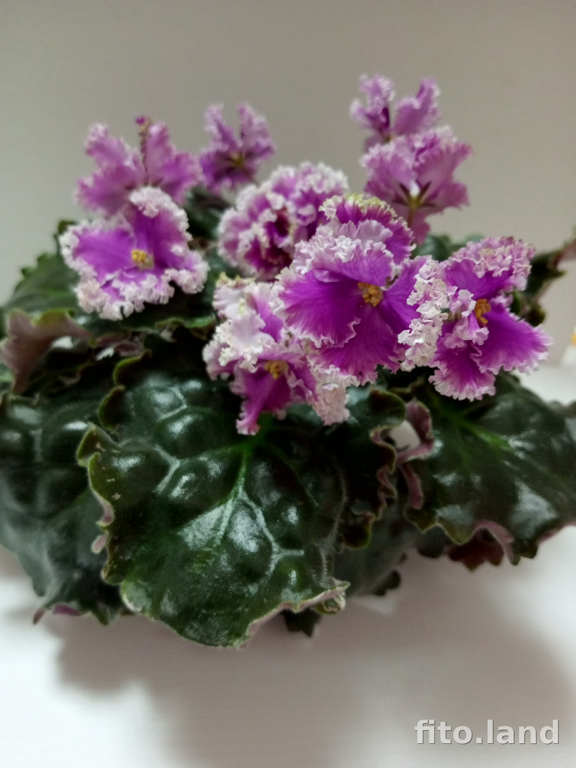 Фиалка Buckeye Irish Lace, фото