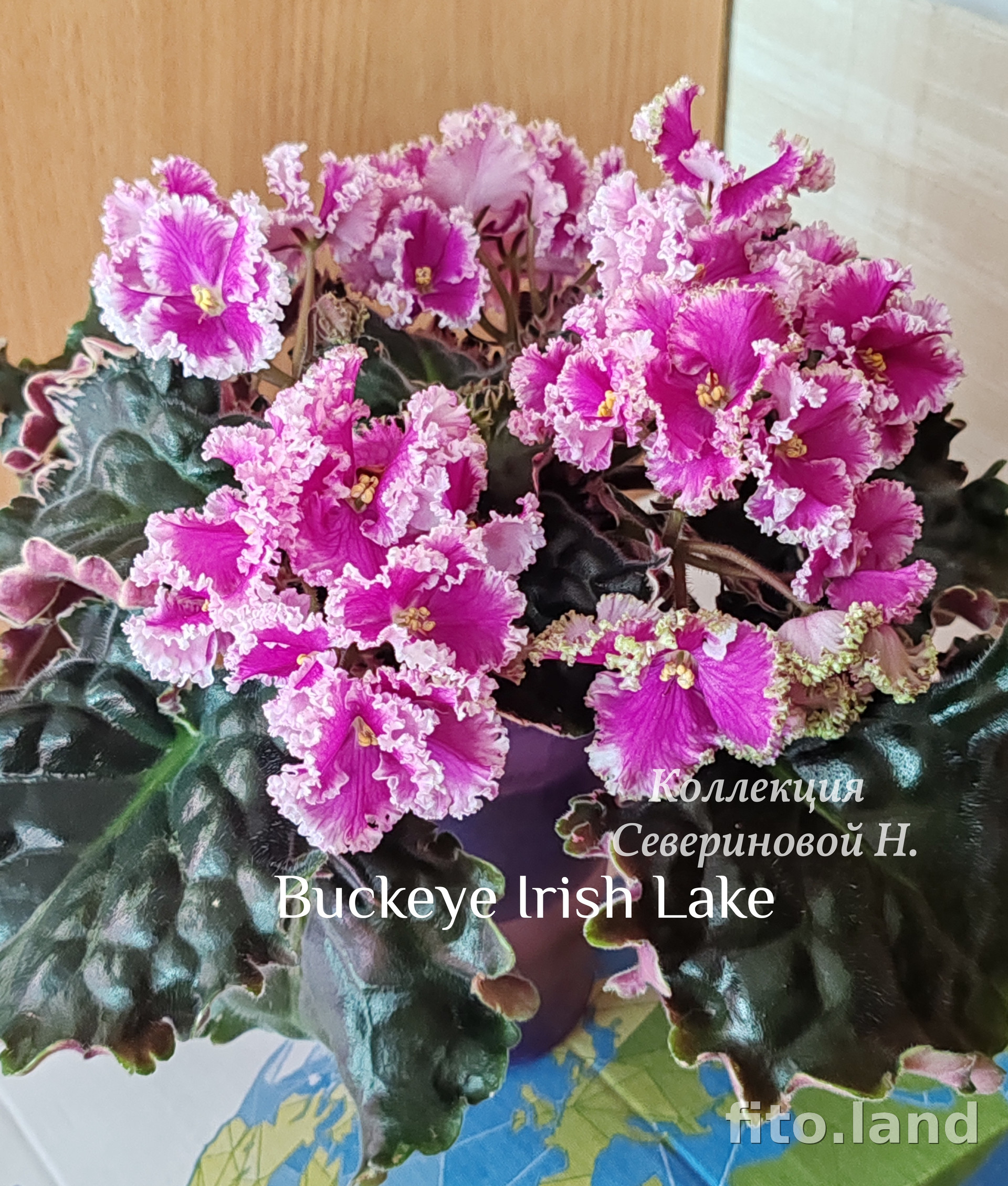 Фиалка Buckeye Irish Lace, фото