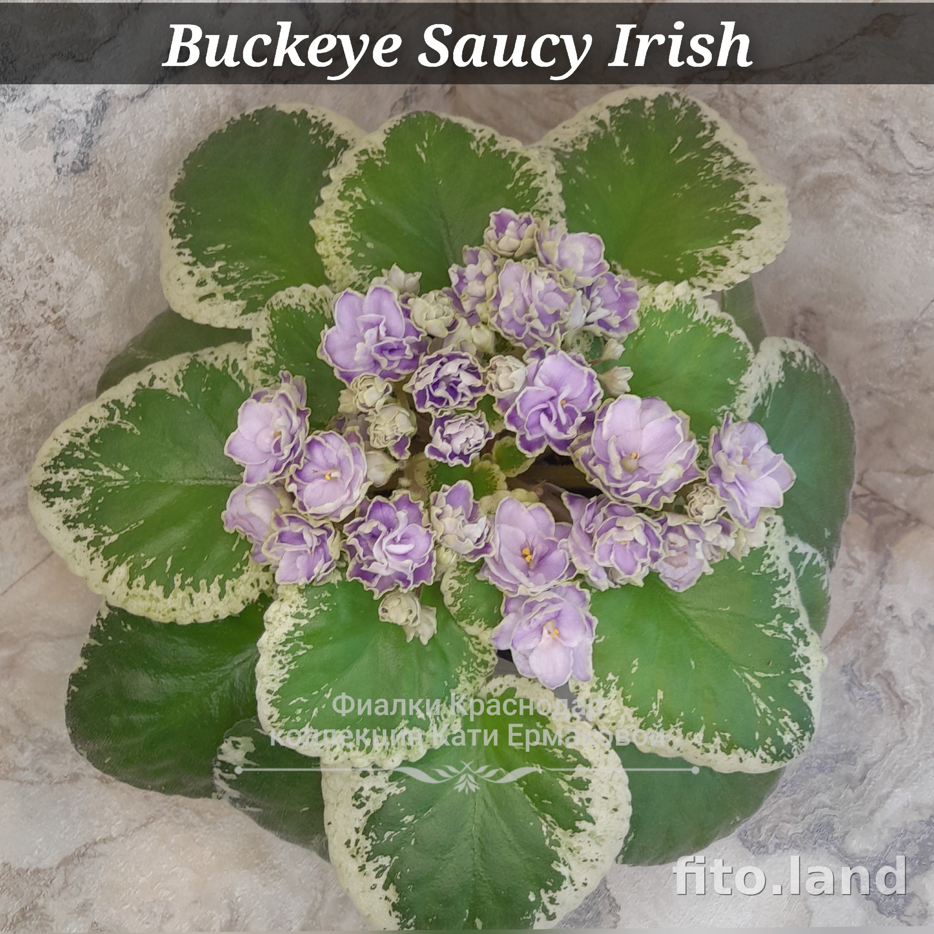 Фиалка Buckeye Saucy Irish, фото